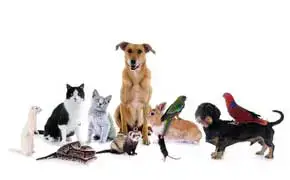 Rever D Animaux Islam Signification Sens Et Interpretations Nombreuses